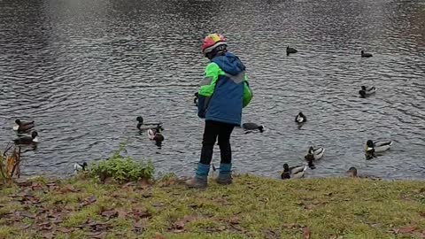 Cute animals,Playing with the wild ducks,love animals.