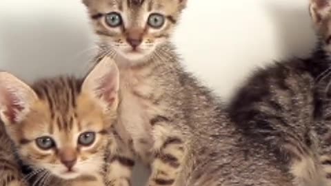 Three cute kittens