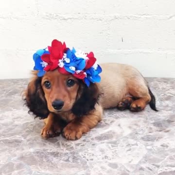 Cute baby animals Videos Compilation cutest moment of the animals - 🐶 Cutest Puppies #5