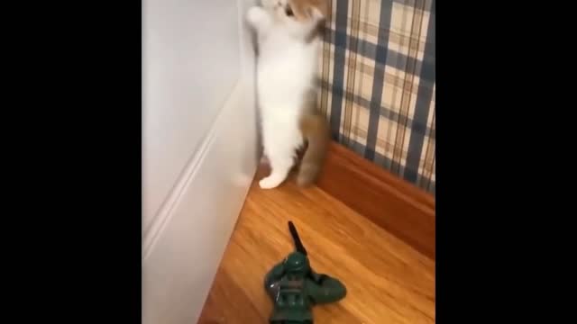 Cat get scared on a toy