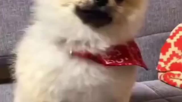 Funny 🐶 Dogs and 😻 Cats - Funny and fantastic pet videos