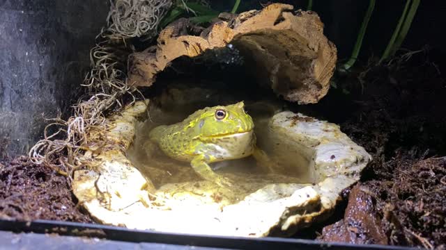 Juvenile Male Pixie Frog