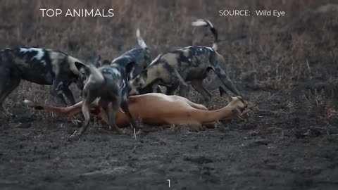 7 CRAZY MOMENTS WILD DOGS LIKE TO HUNT PREGNANT AND YOUNG PREY~1