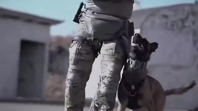 Dog training