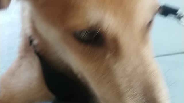 My only one pet Philippines dog