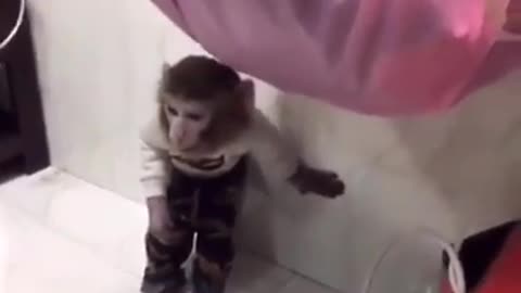 little monkey funs