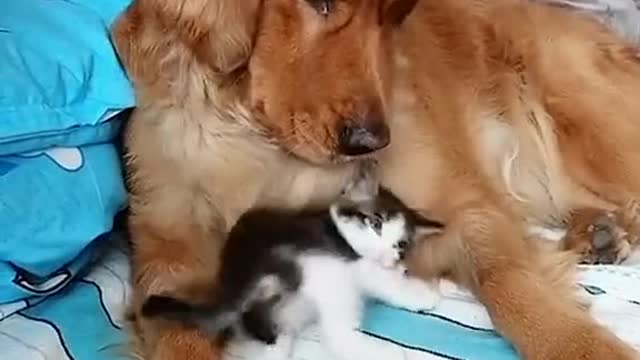 Funny cat&dog