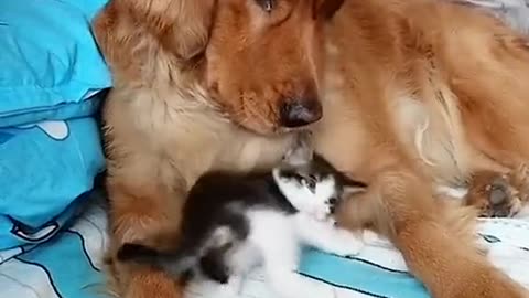 Funny cat&dog