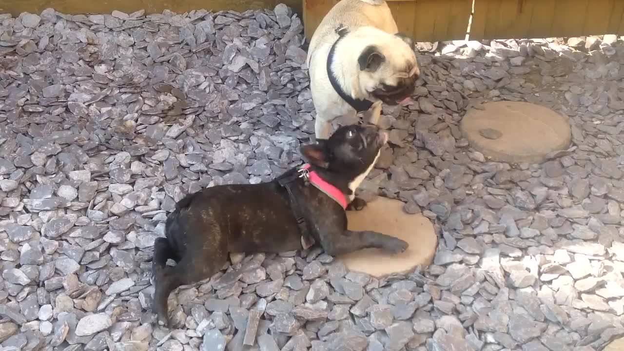 Extraño perro decide gatear sin razón aparente