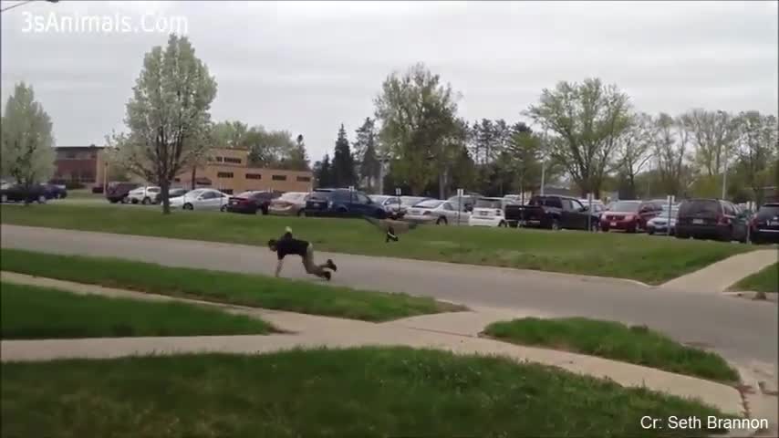 Funny Animals Chasing and Scaring People