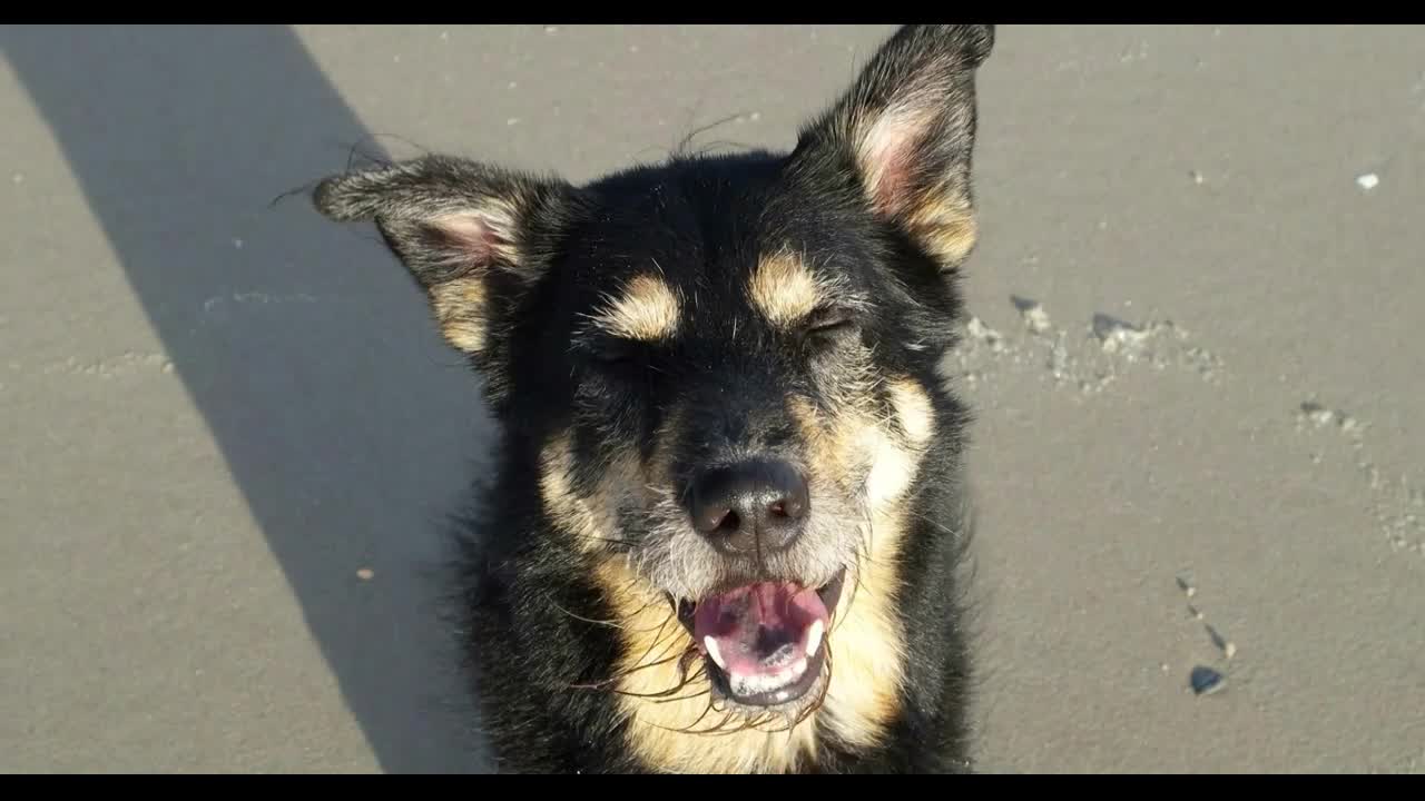 Dog on a North Sea Beach