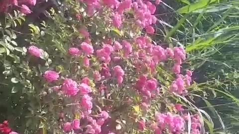 flowers bloom