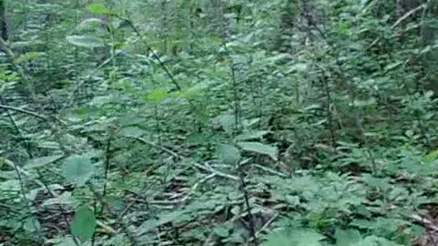 Camp Chick woods 4