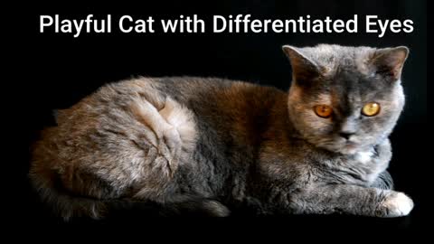 Playful Cat Differentiated