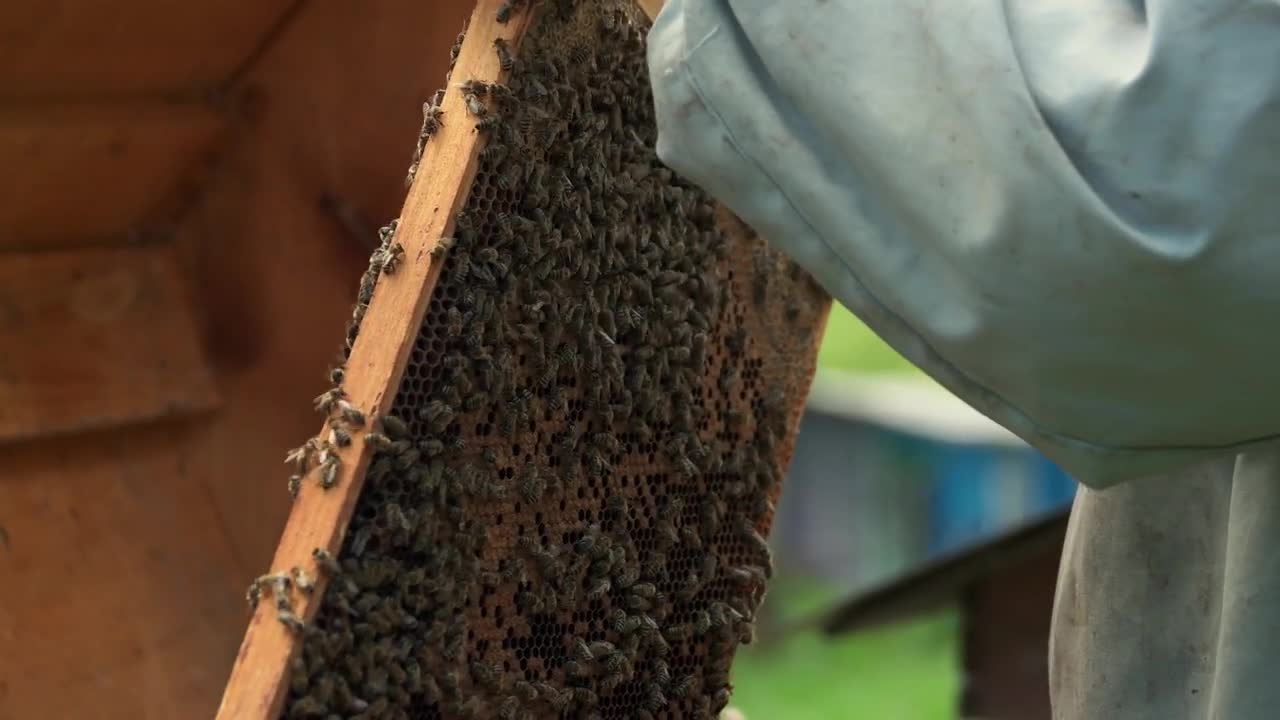 Professional beekeeper holding honeycomb with bees. Bees swarming on honeycomb in beekeepers hands