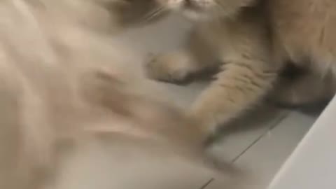 Funny Cats 😂😂 2022 | Funny animal videos 2022