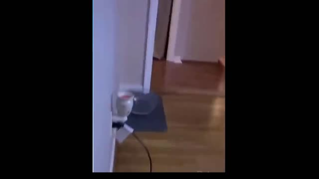 Funny cat has some skills in hiding