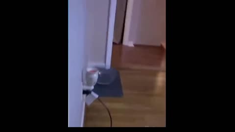 Funny cat has some skills in hiding