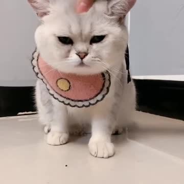 😹 - Best Of The 2020 #Funny Animals Videos - Try Not To Laugh #comedy #shorts