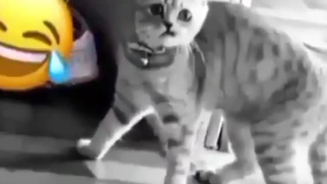 Funny Animal Videos 2022 - Funniest Cats And Dogs Videos - Cute Pets #shots