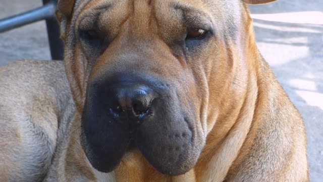 Red Shar Pei Dog