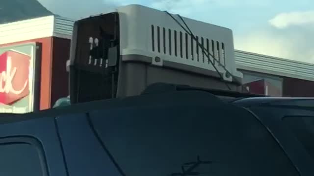 Driver Keeps Dog in Cage on Roof of Car