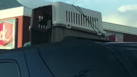 Driver Keeps Dog in Cage on Roof of Car