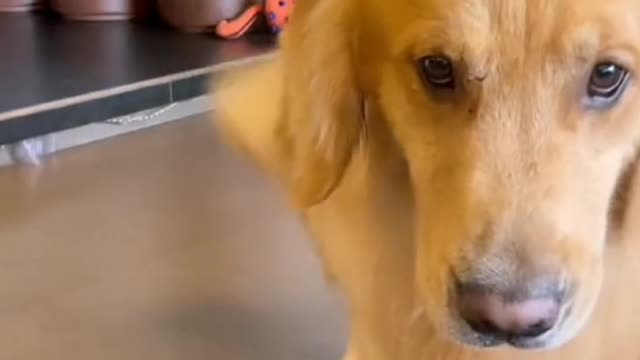 If a dog learn selfie