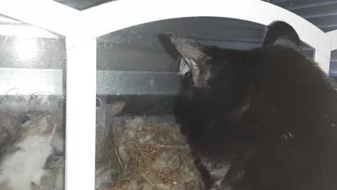 Cat and Squirrels