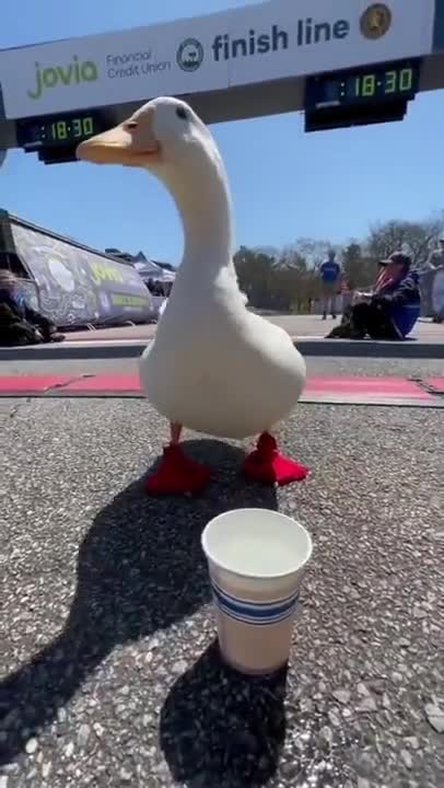 Duck runs in a marathon and gets medal
