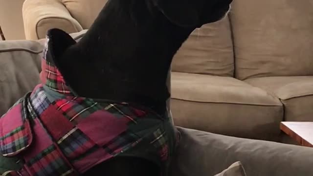 Black dog in red flannel sweater howl