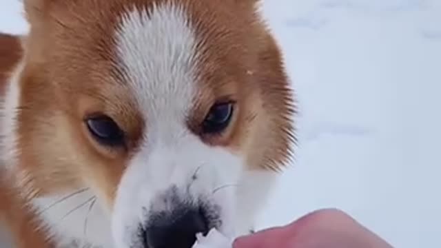 Corky played in the snow.