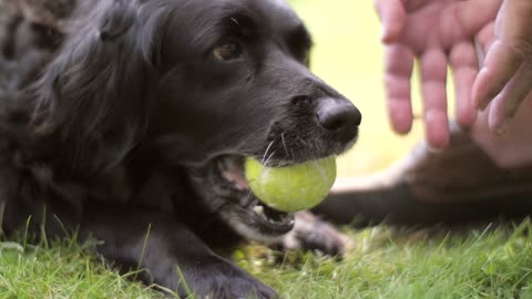 Cute Dog Chewing Tennis Ball