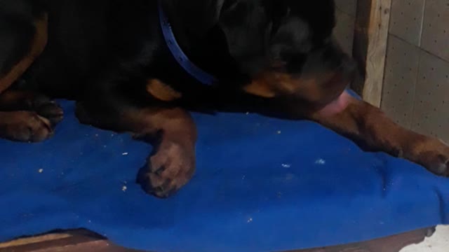 sleeping rottweiler