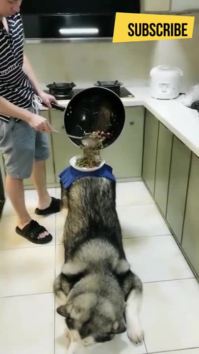 .Pigeons eating on mobile super cute dogs #shorts