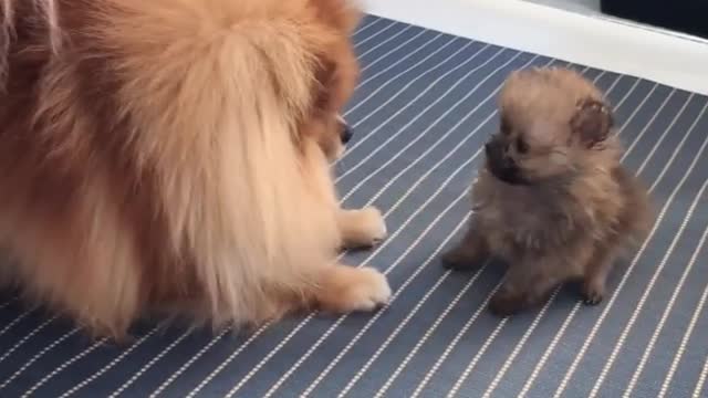 Pomeranian teaches her puppy how to play