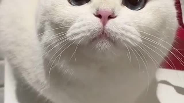 Best of The 2021 Funny Animals Video😹 Try Not To Laugh Challenge 💚 Cute Cat