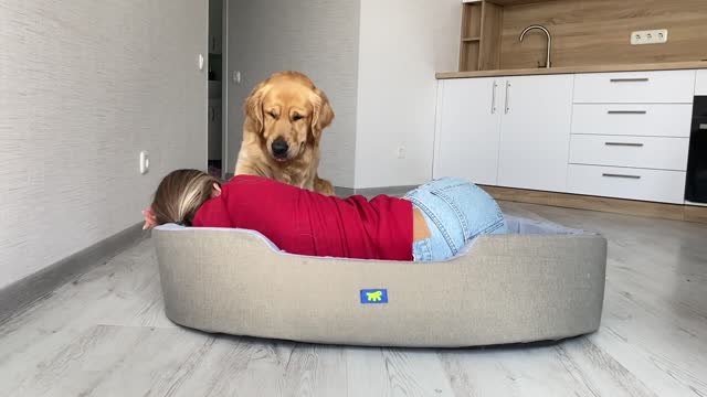 Sleeping in My Dogs' Bed Funny Dog Reaction