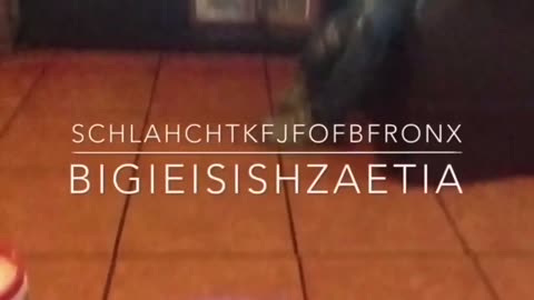 Schlahchtkfjfofbfronx - Bigieisishzaetia