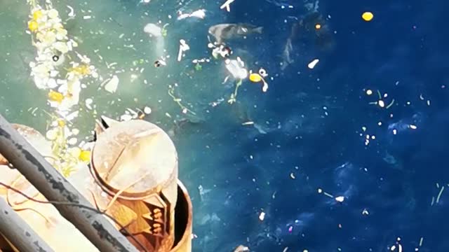 Feeding fishes in the middle of the ocean
