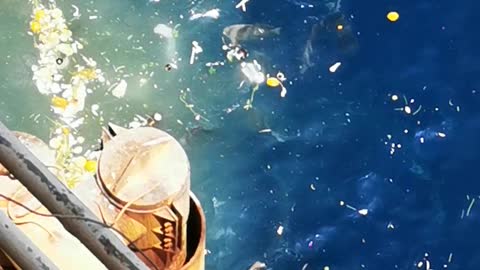 Feeding fishes in the middle of the ocean