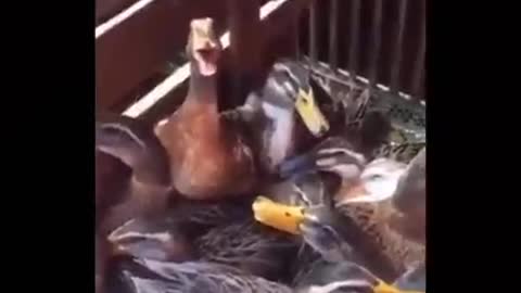 Duck laughed funny video