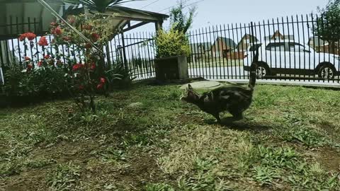 A cat tries to catch a toy tied to a stick