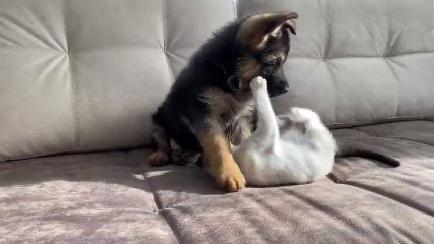 German Puppy playing with his kitten friend