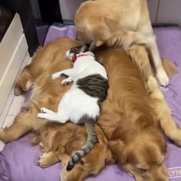 😂#dog #dogs #goldenretriever #foryou #funny