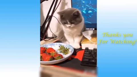 Funny cats