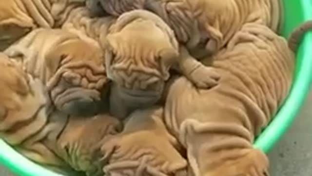 Someone didn’t fold these right away and they’re all wrinkled now. 😏😂🐶🧺