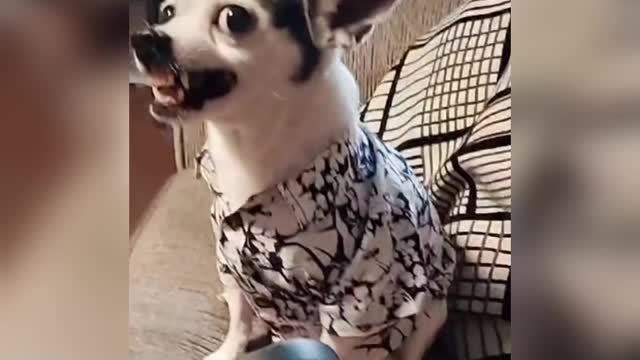 New dog funny video