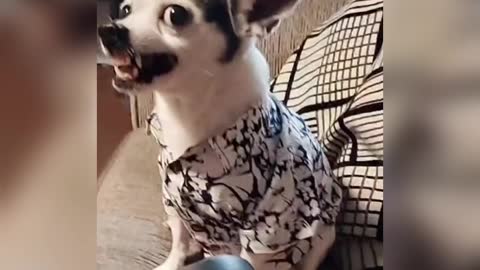 New dog funny video