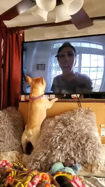 Bulldog watches other dogs on TV